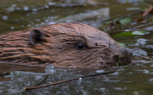 otter halfway under water