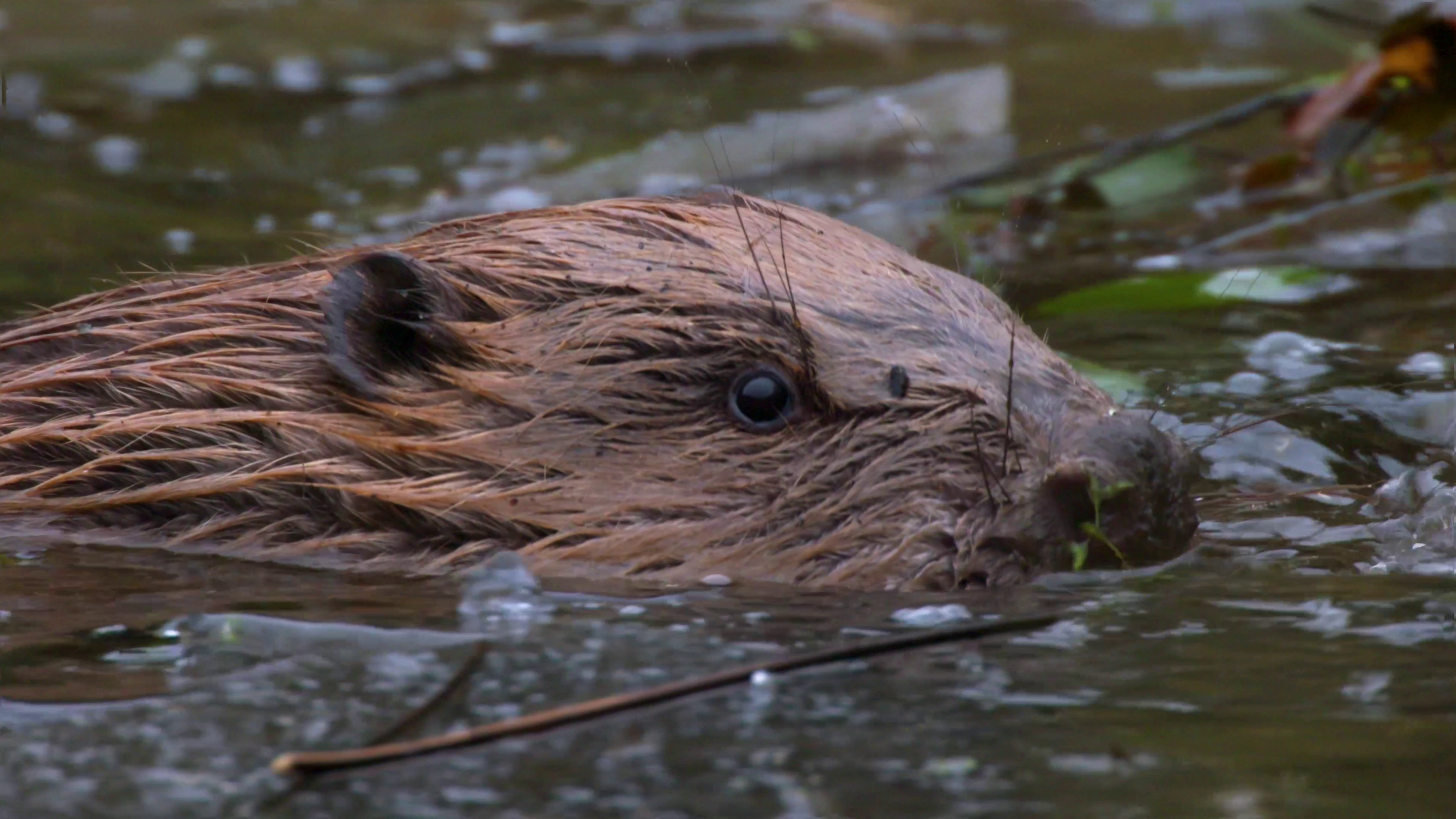 otter halfway under water