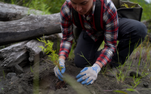 close up of person planting a tree