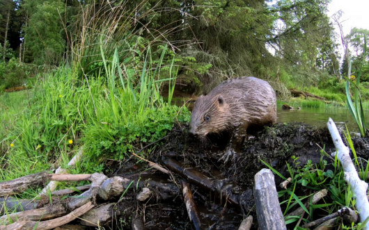 beaver with a dam