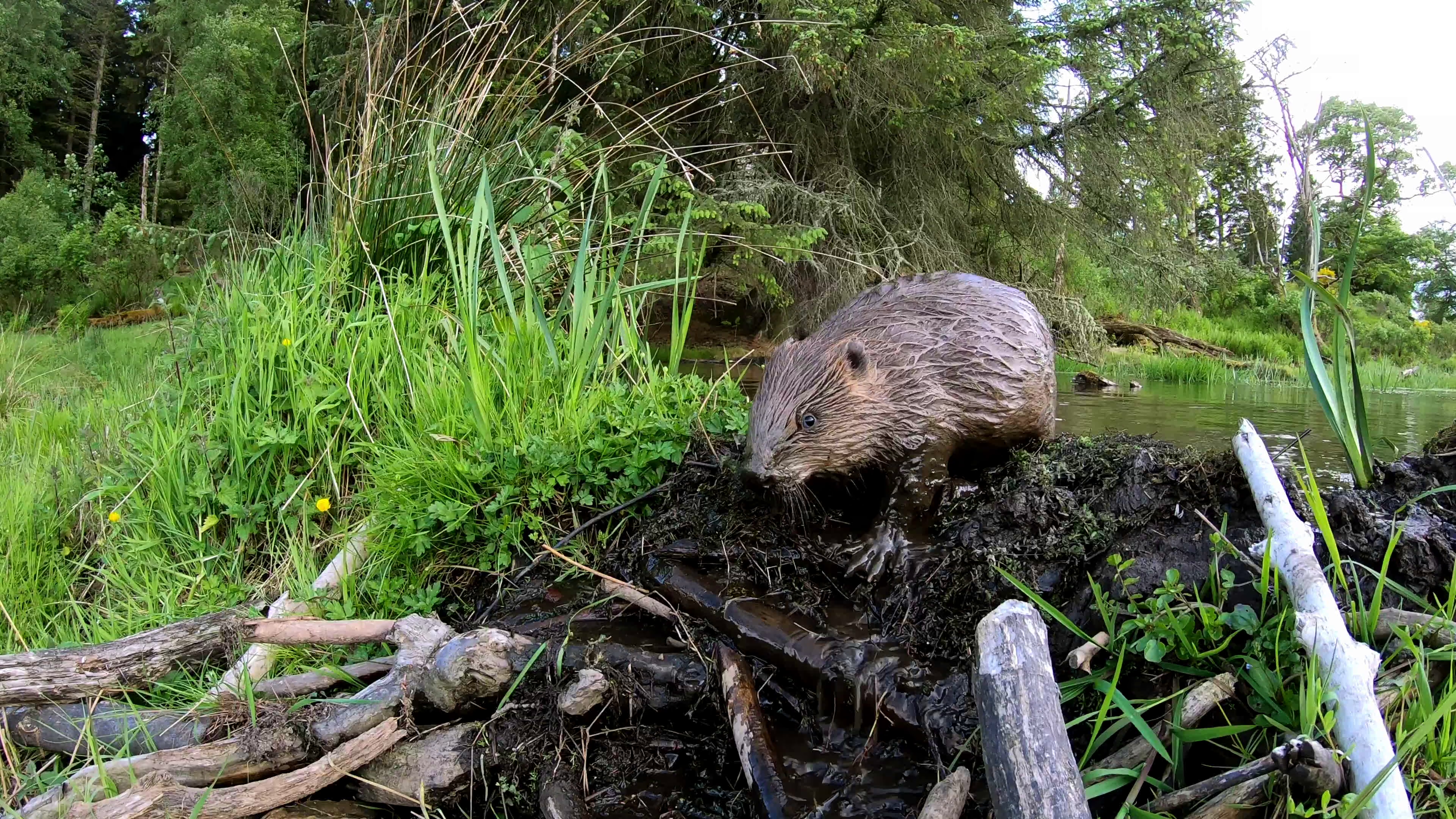 beaver with a dam