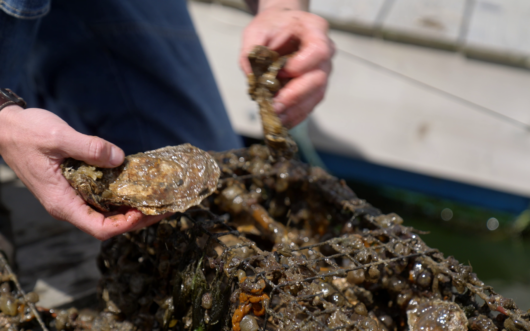 Close up of hands inspecting oysters