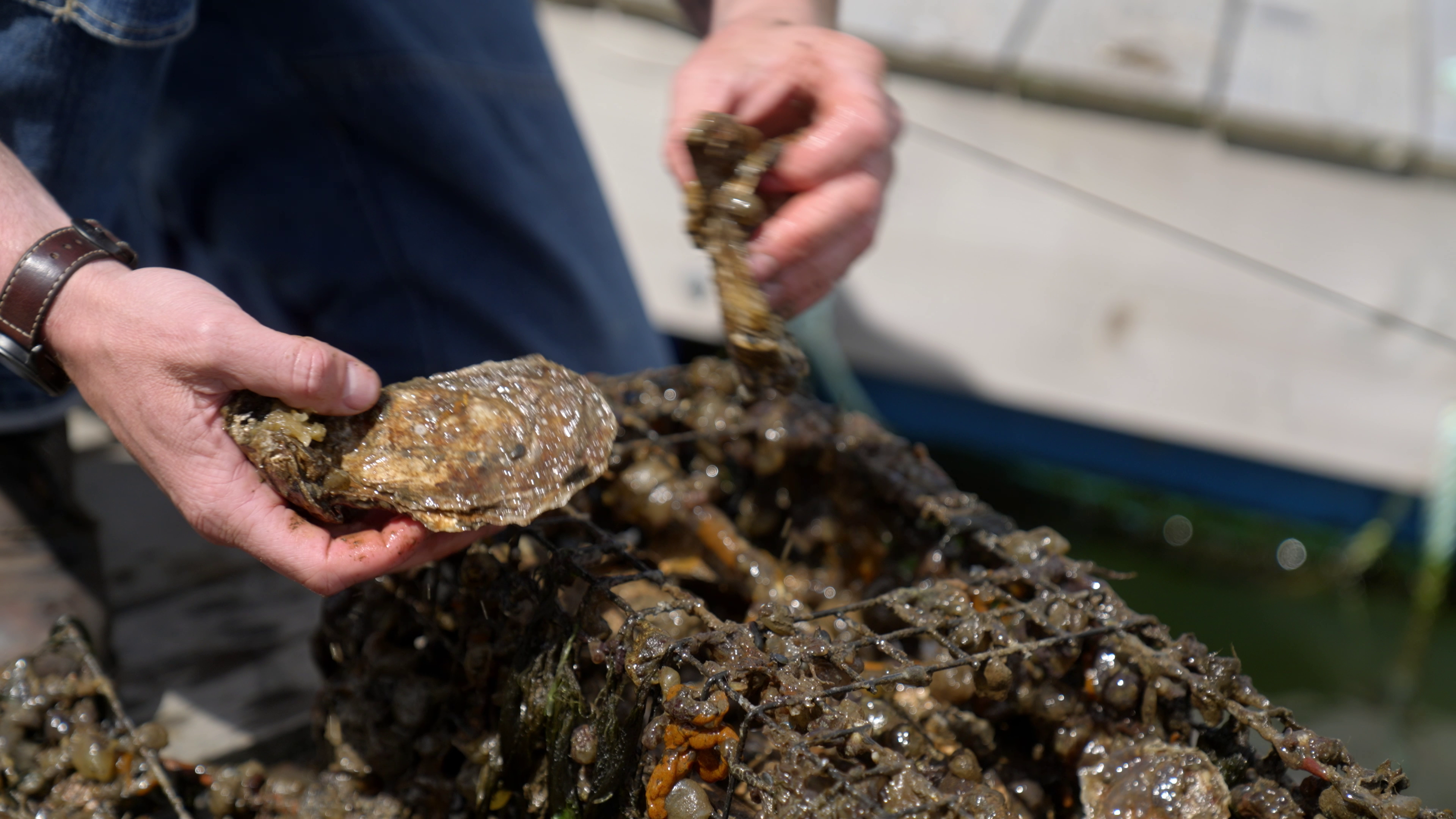 Close up of hands inspecting oysters