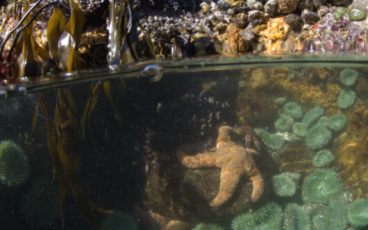 a starfish in a tide pool