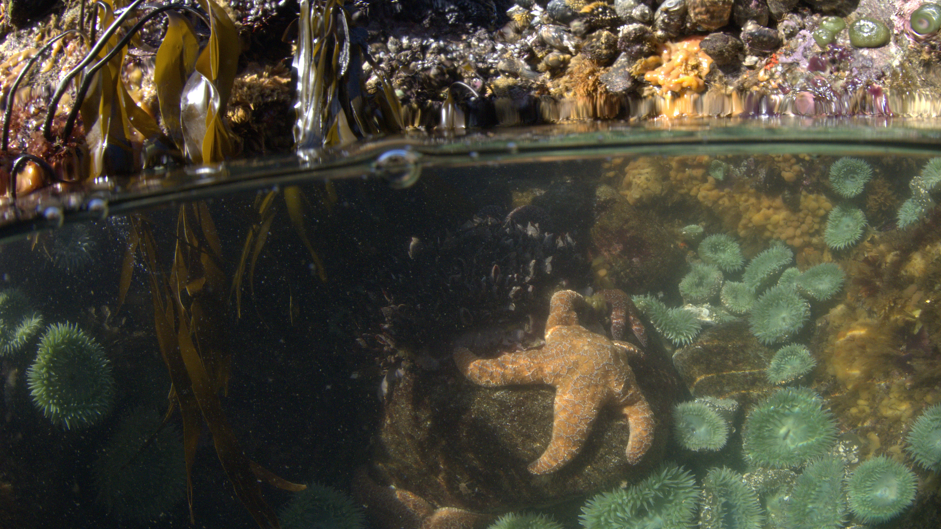 a starfish in a tide pool