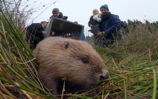 close up of beaver walking on land