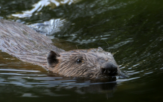 beaver swimming