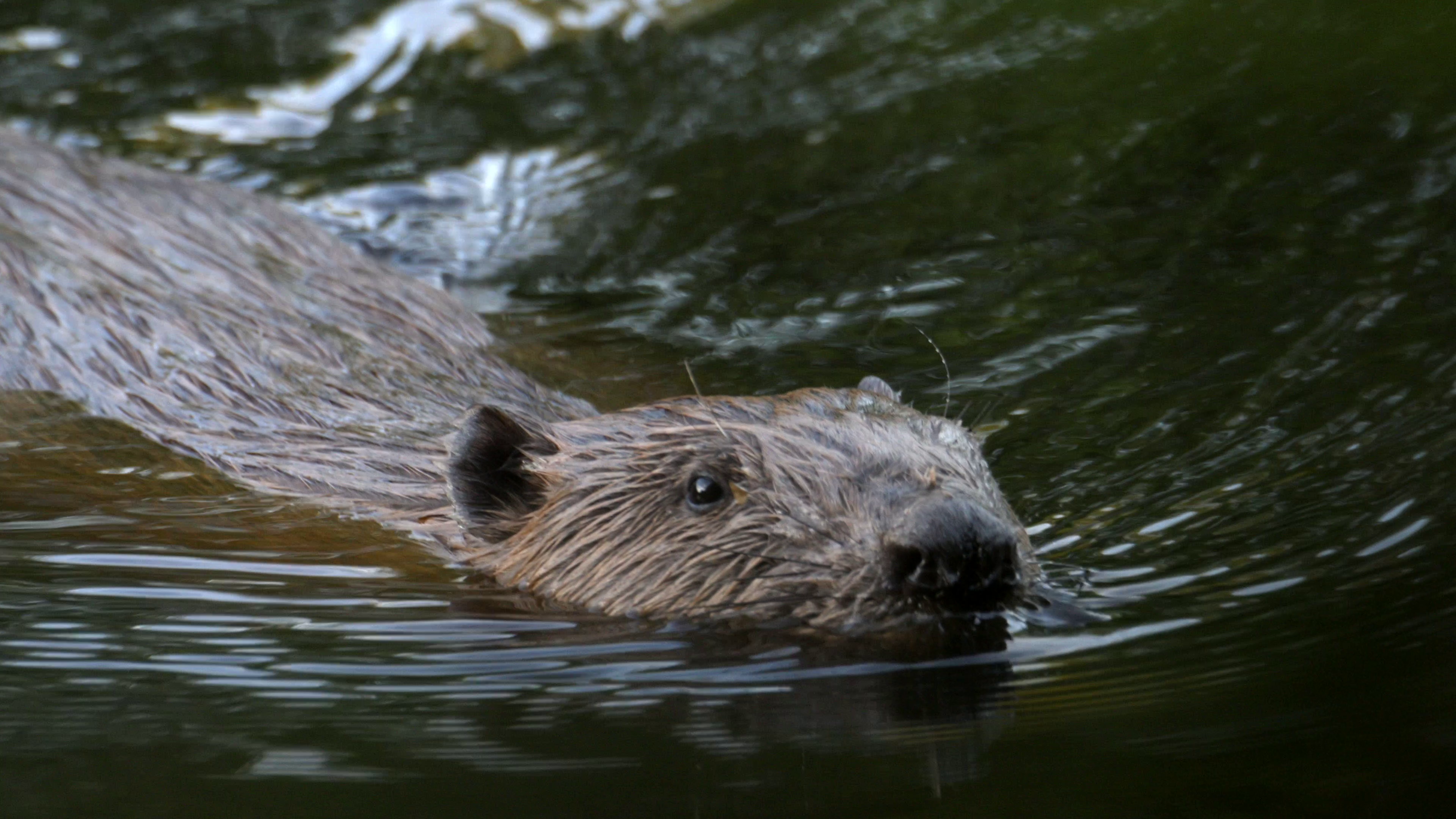 beaver swimming