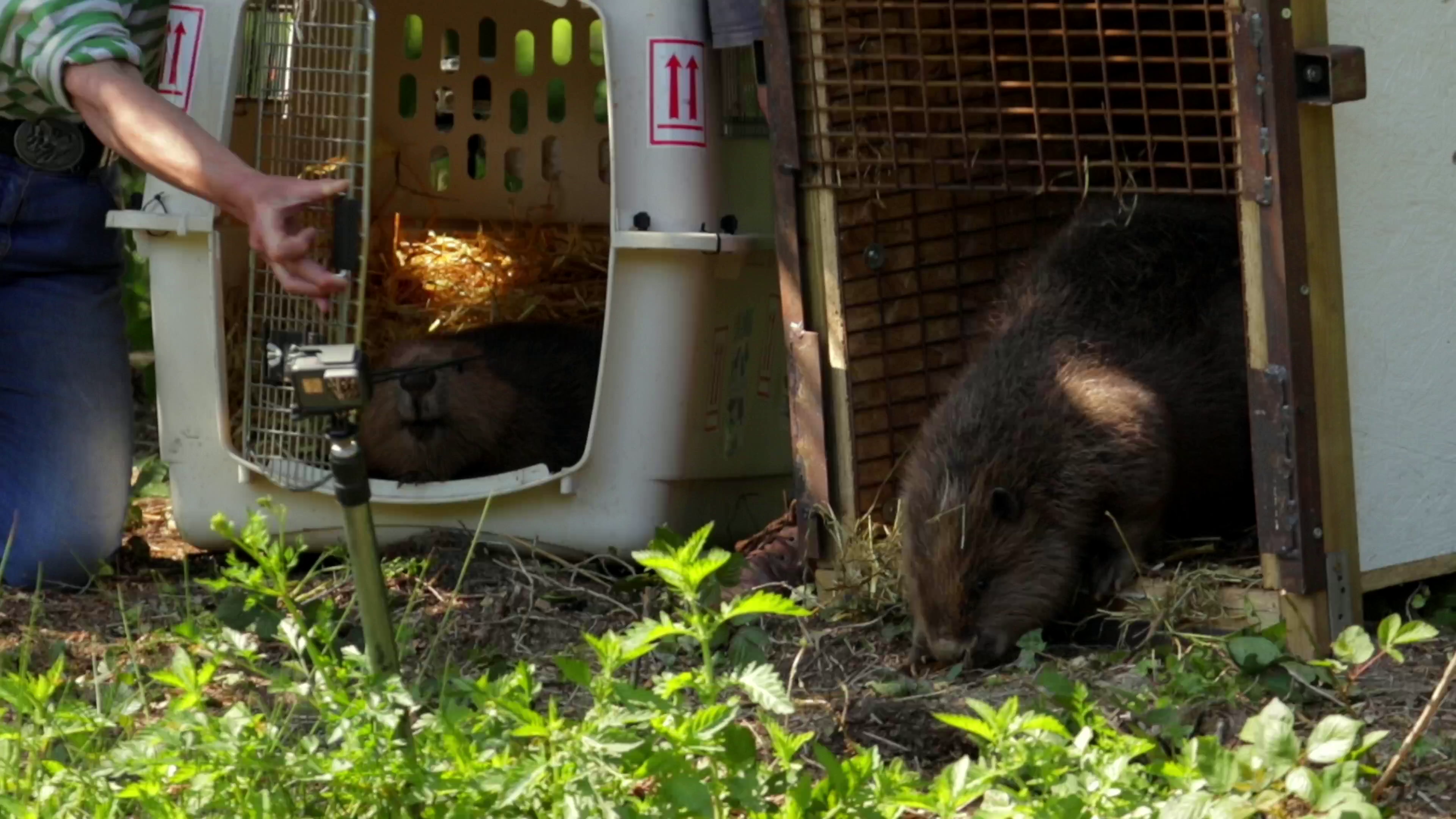 Beaver crawling out of crate