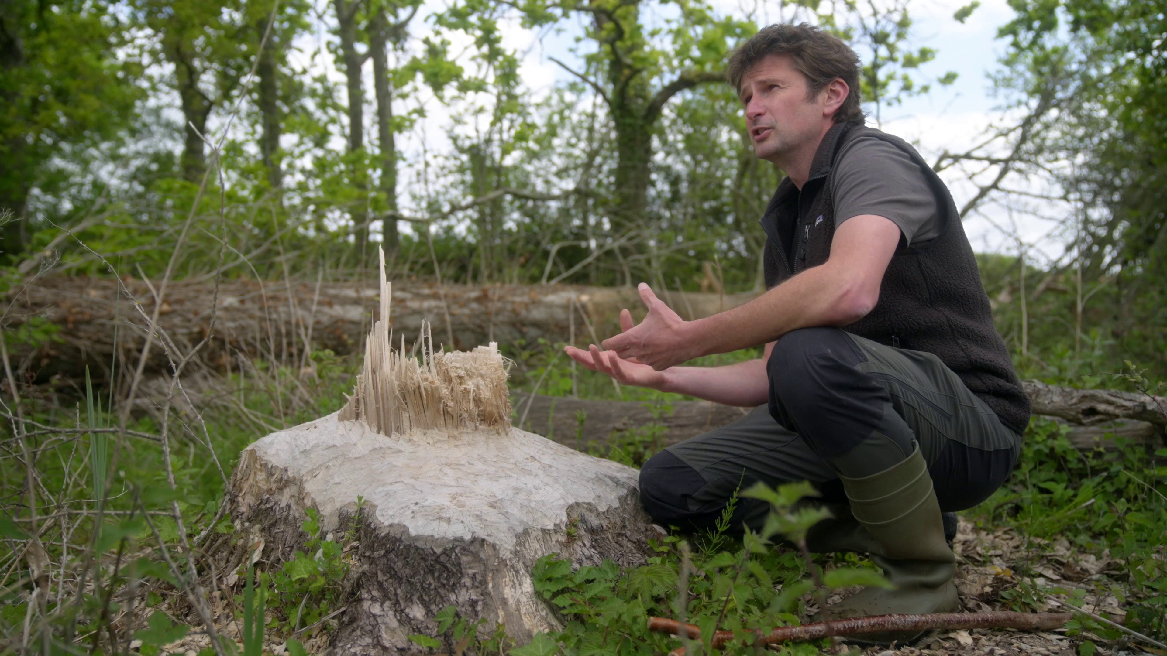 scientist speaking next to beaver-chewed tree