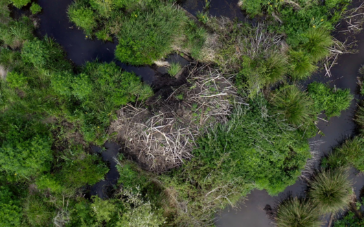 aerial view of a Beaver dam