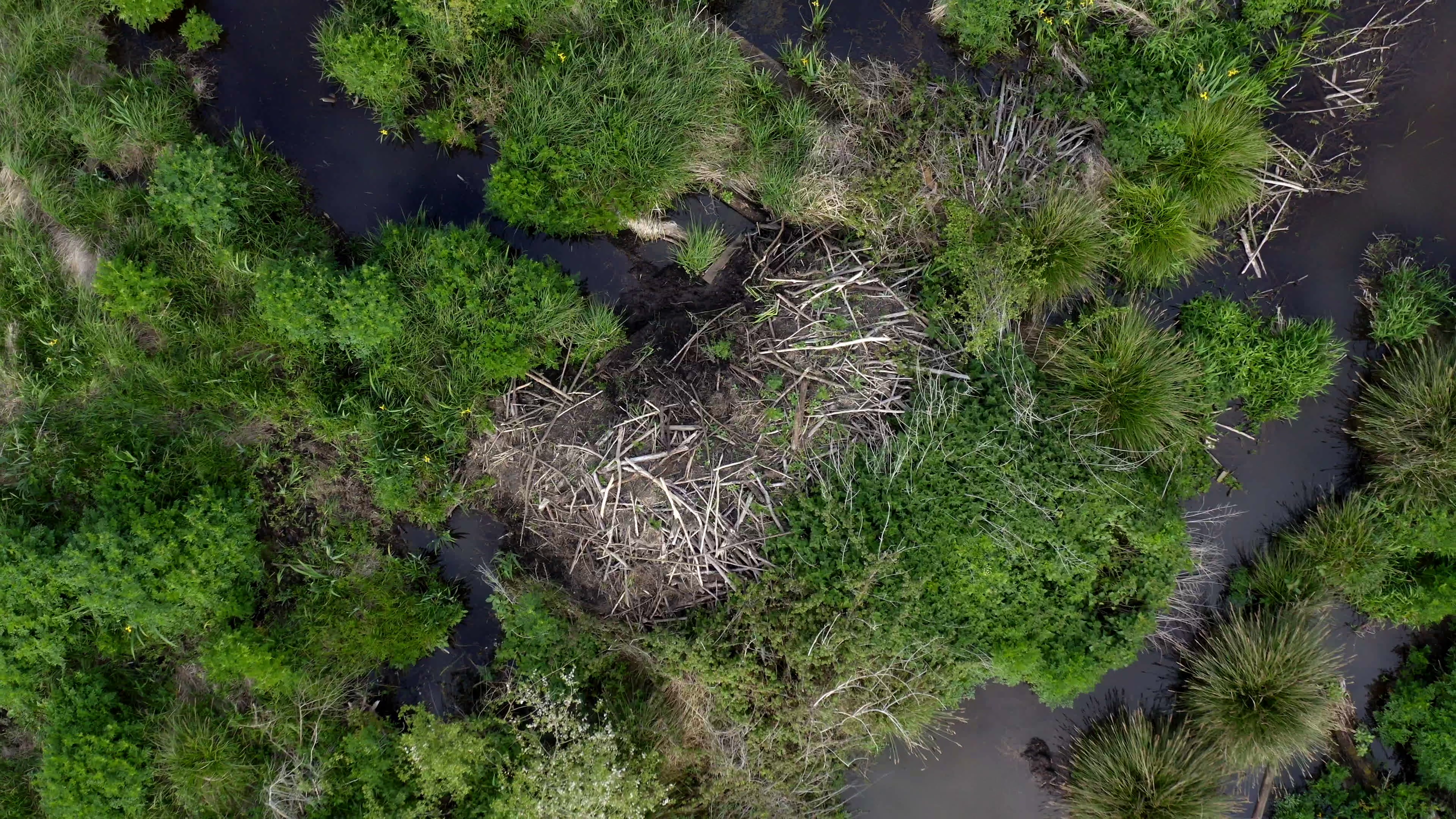 aerial view of a Beaver dam