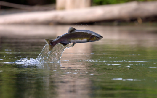 A salmon jumping out of the water