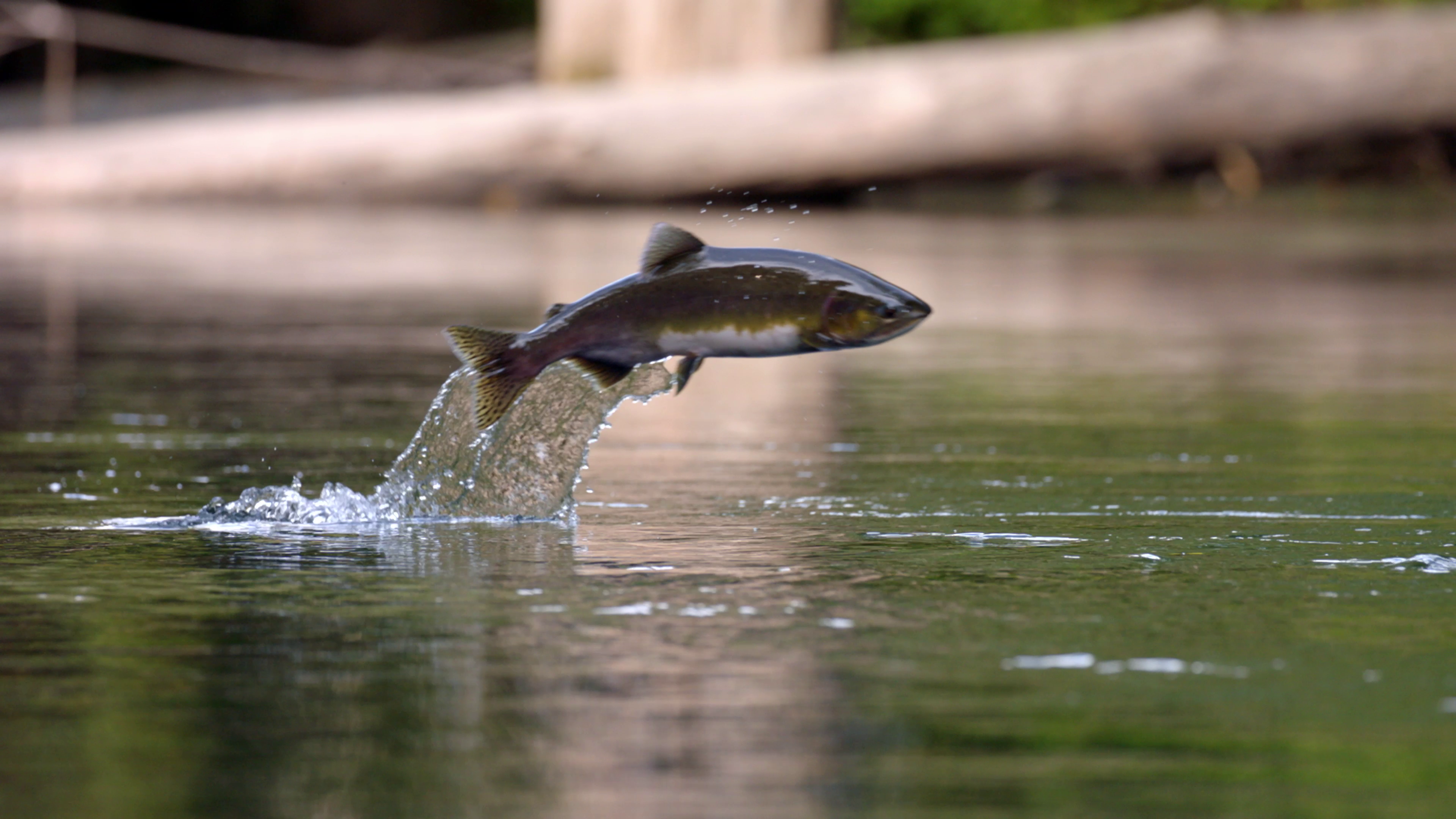 A salmon jumping out of the water