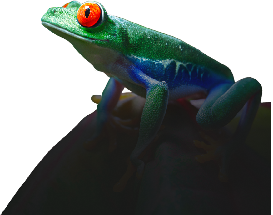 image of a frog