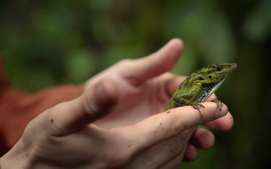 A green frog sits in two outstretched hands.