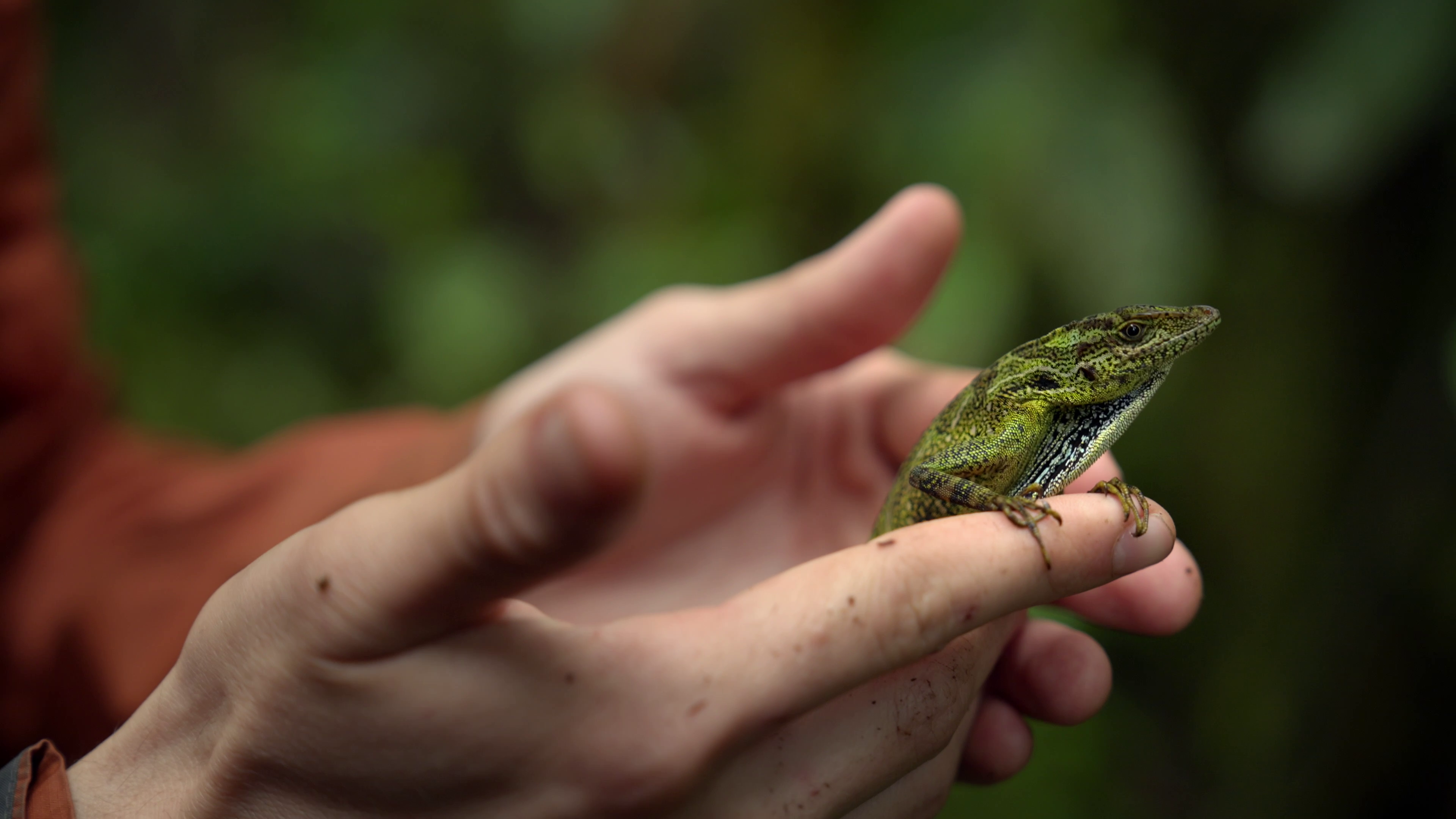 A green frog sits in two outstretched hands.