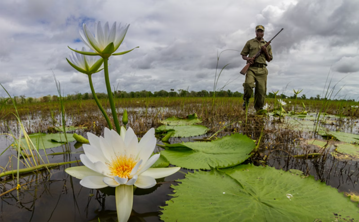 A Gorongosa park ranger wades across the floodplain; water lilies in the foreground. The rangers’ anti-poaching work has been key to conservation and the ever-increasing wildlife numbers in the park.