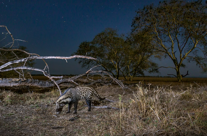 A civet at night