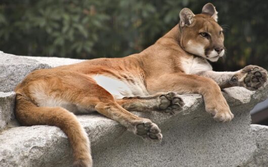 America Cougar Mountain Lion Resting on Rock