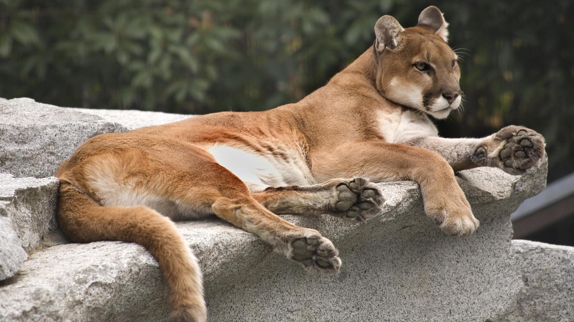 America Cougar Mountain Lion Resting on Rock