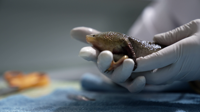 A gloved hand holds an axolotl