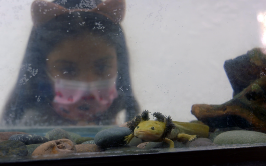 A woman in a medical face mask looks at an axolotl in a glass tank.
