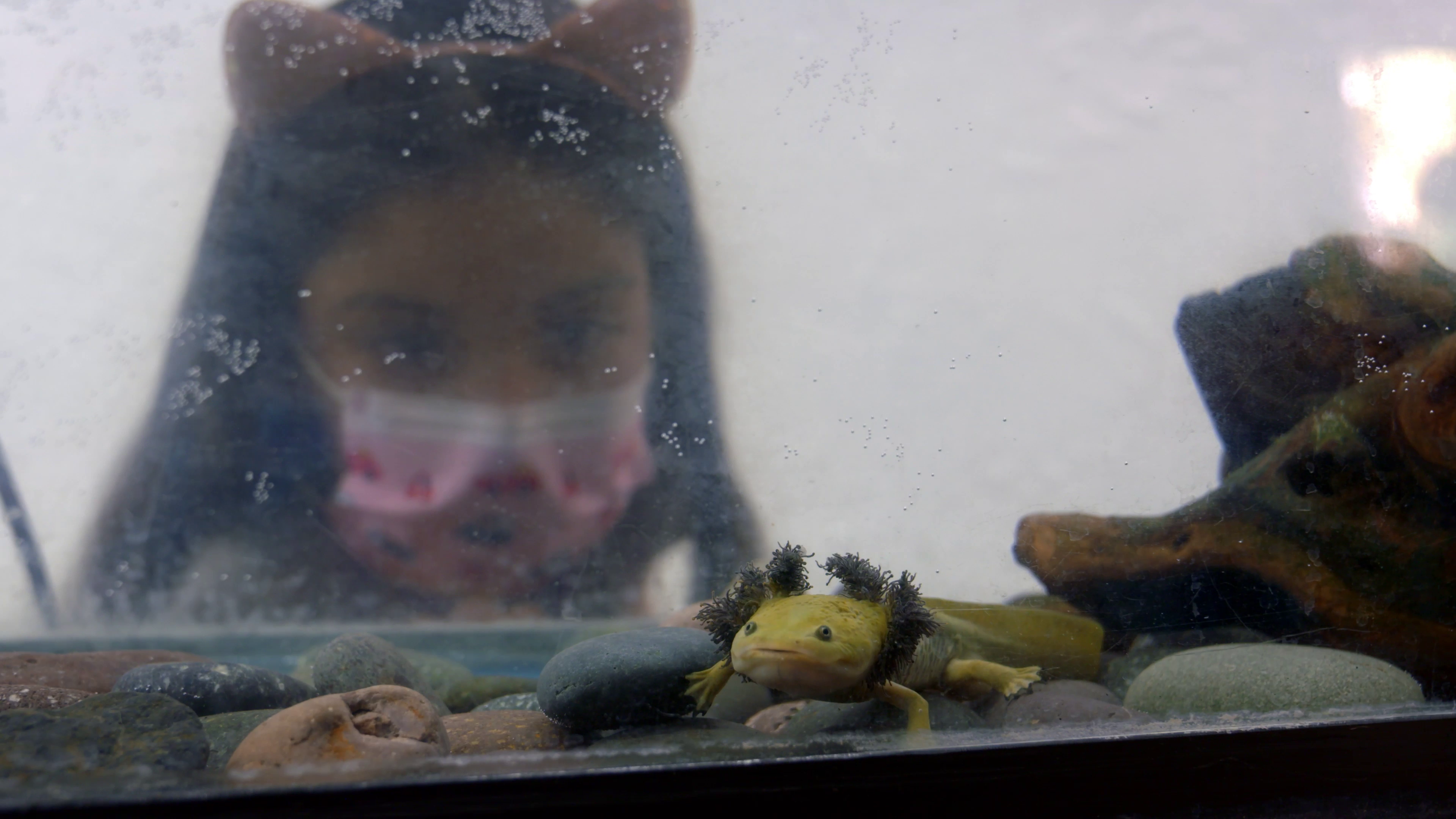 A woman in a medical face mask looks at an axolotl in a glass tank.