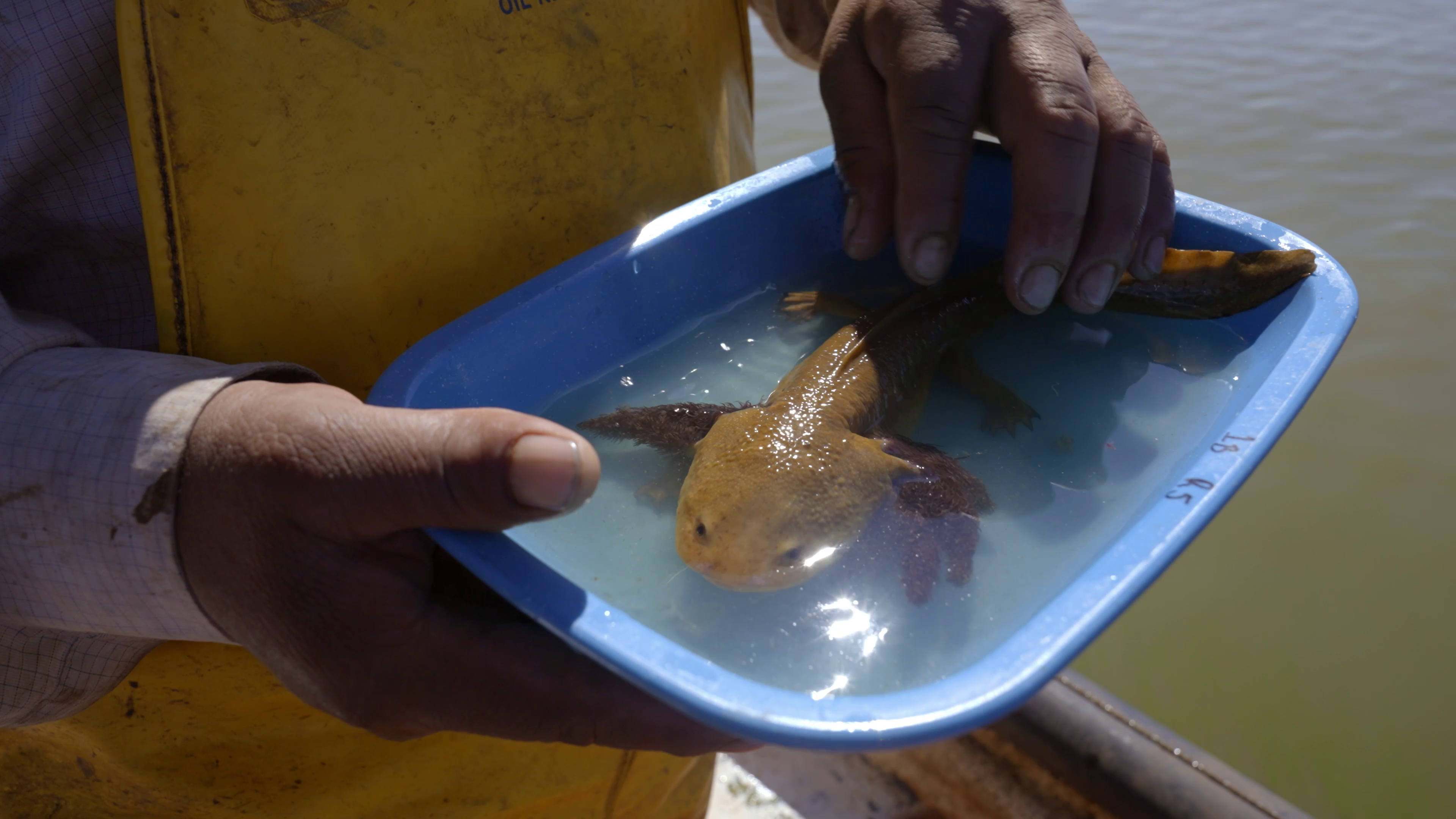 Axolotl Conservation Campaign Promotes 'Virtual Adoptions' for