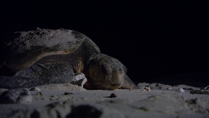 An adult green sea-turtle