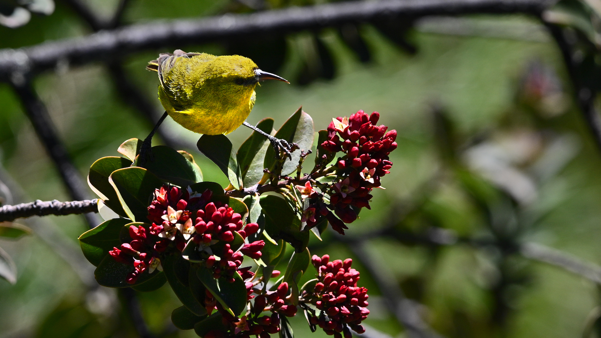 Mosquito ‘birth control’ could save Hawaii’s iconic honeycreepers