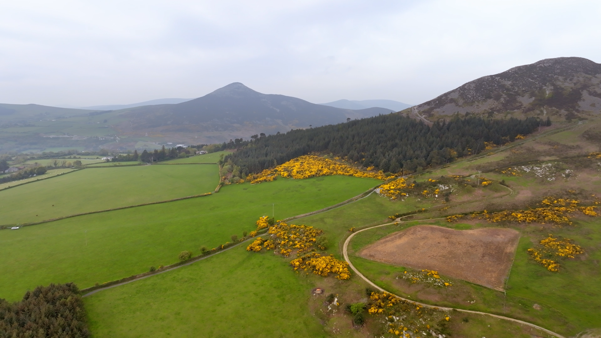 A photo of farmland in Ireland, with a small patch of forest visible in the background