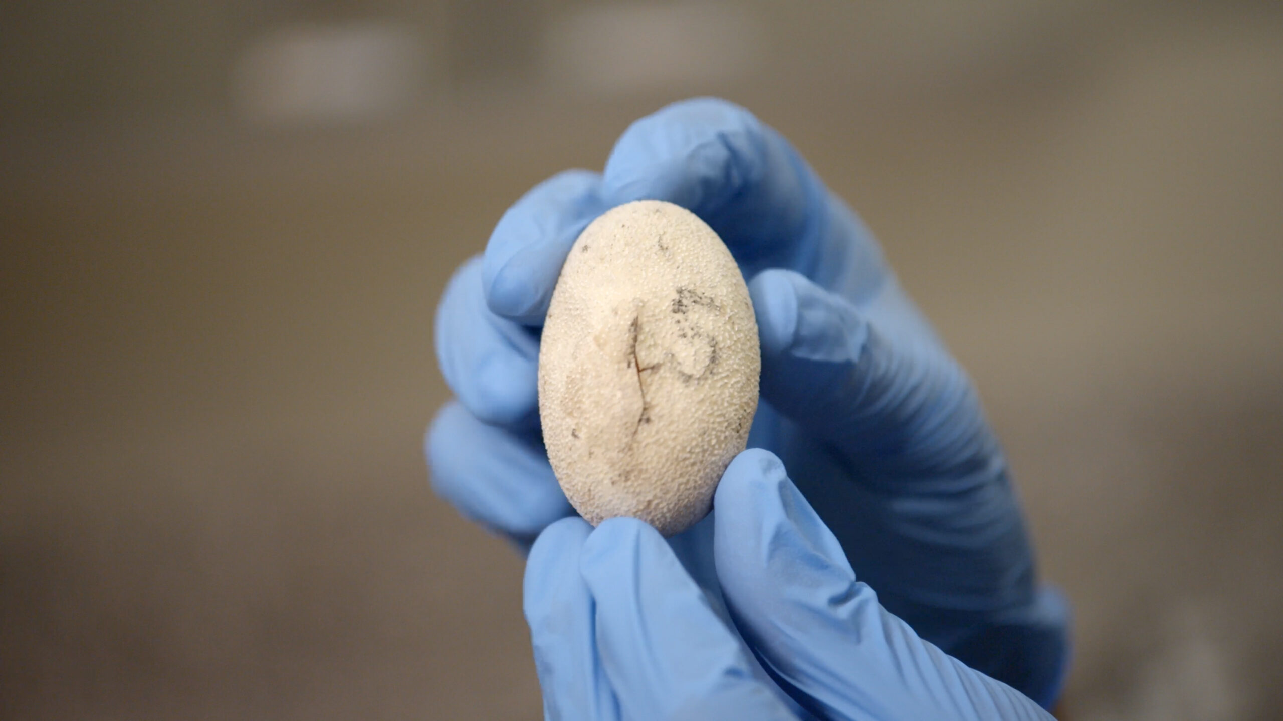 Hands in blue latex gloves hold an eg that is hatching.