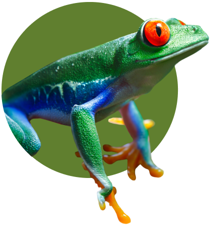 Cut out image of frog with green circle background