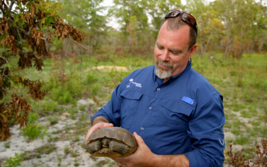 A man in a blue shirt looking down at a tortoise he is holding in his hands.