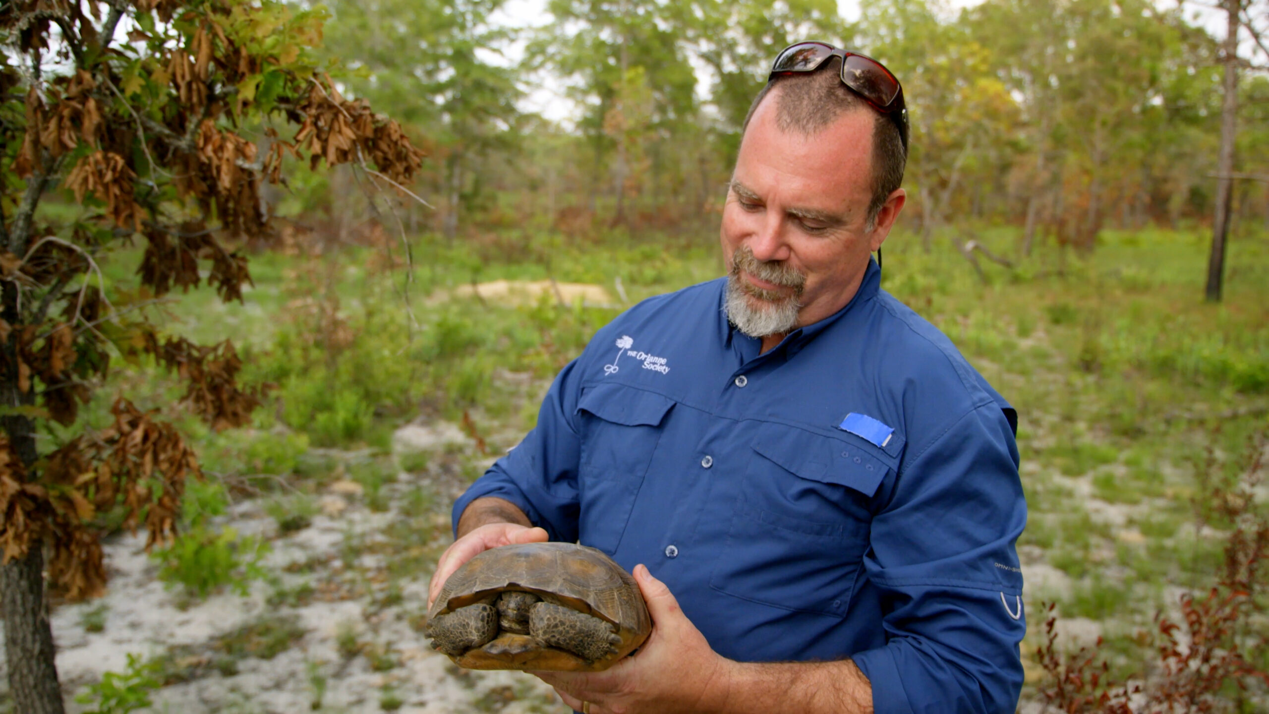 A man in a blue shirt looking down at a tortoise he is holding in his hands.