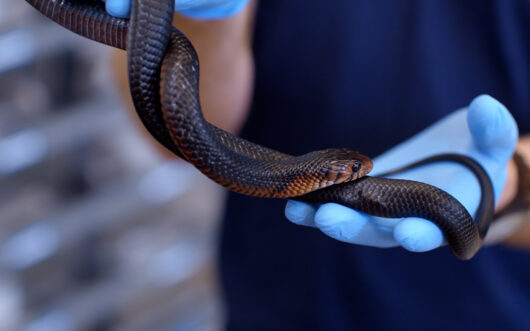 Two glove-covered hands hold a blue snake with an orange belly that is braiding around itself.