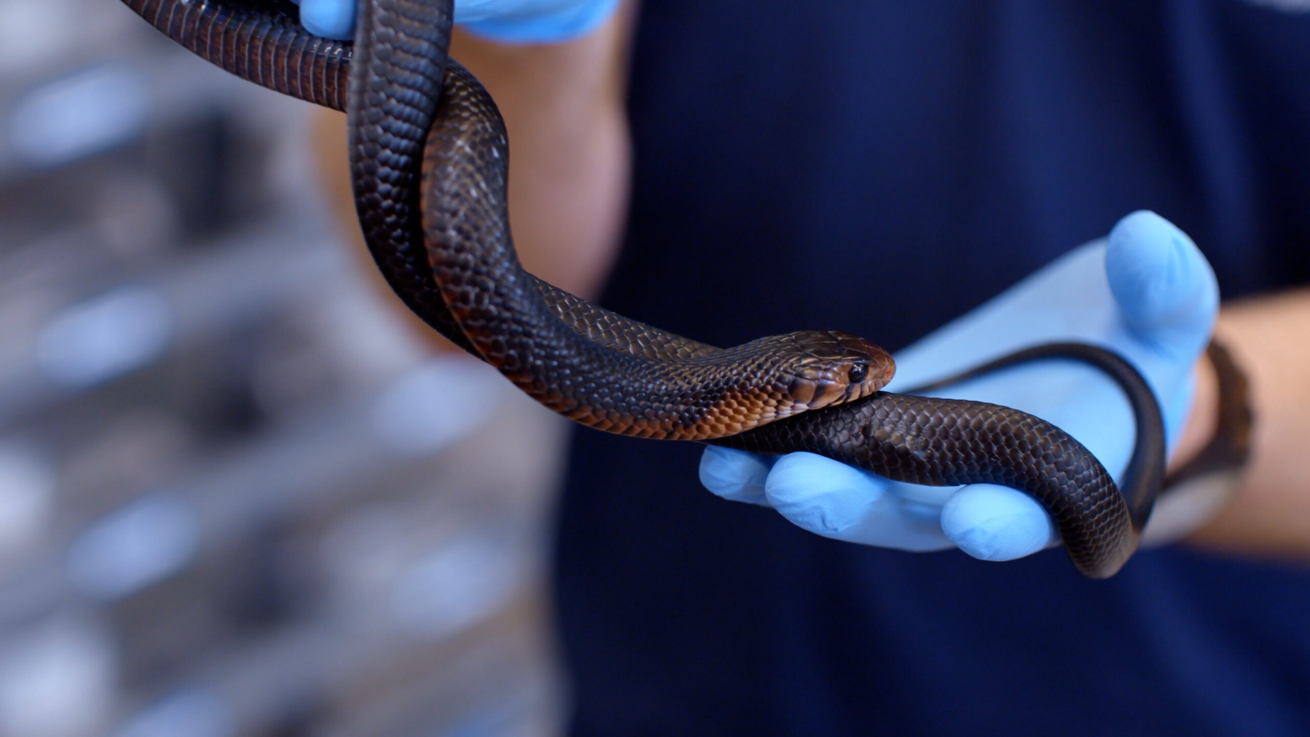 Two glove-covered hands hold a blue snake with an orange belly that is braiding around itself.