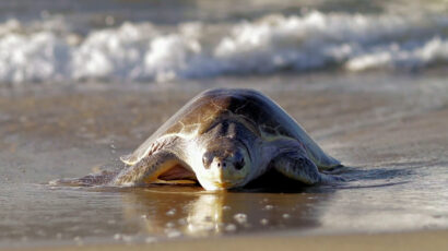 Sea turtle facing the camera on a sandy beach with a wave in the background.