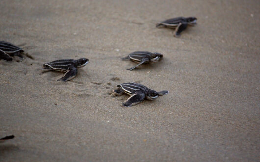 five sea turtle hatchlings on the sand