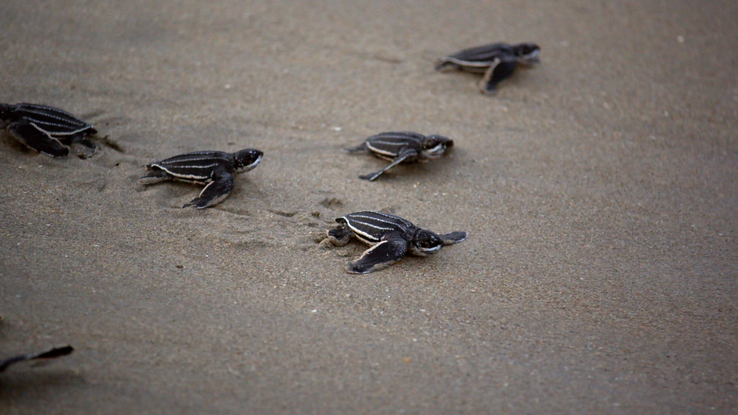 five sea turtle hatchlings on the sand