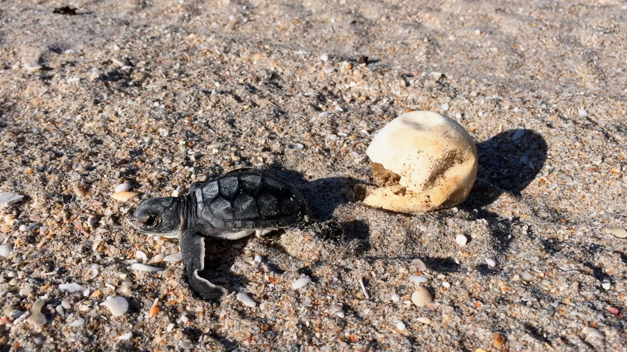Sea turtle nests break records on US beaches, but global warming threatens their survival