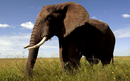 An elephant standing in a grassy plain in front of a blue sky.