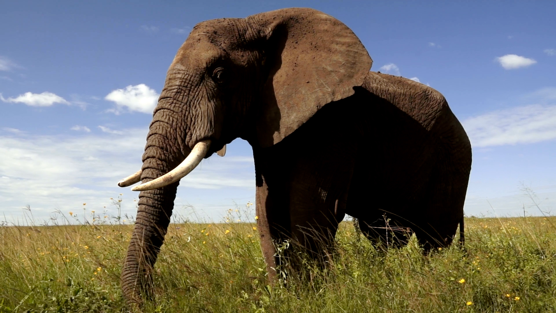 An elephant standing in a grassy plain in front of a blue sky.