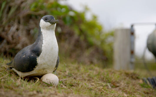 A seabird decoy sitting on a fake egg with green plants in the background.