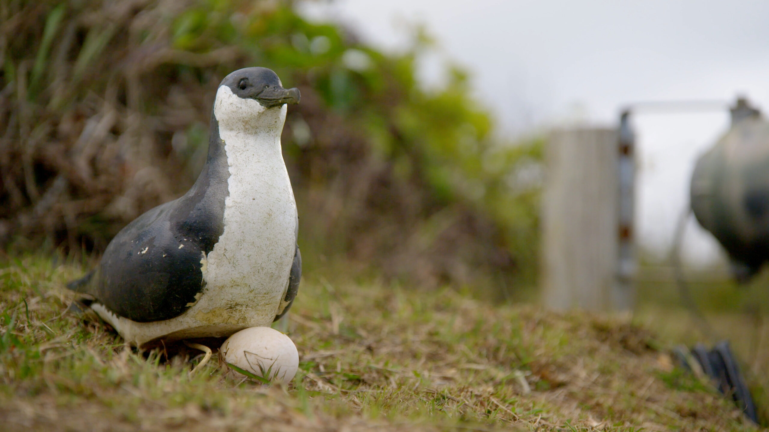 A seabird decoy sitting on a fake egg with green plants in the background.