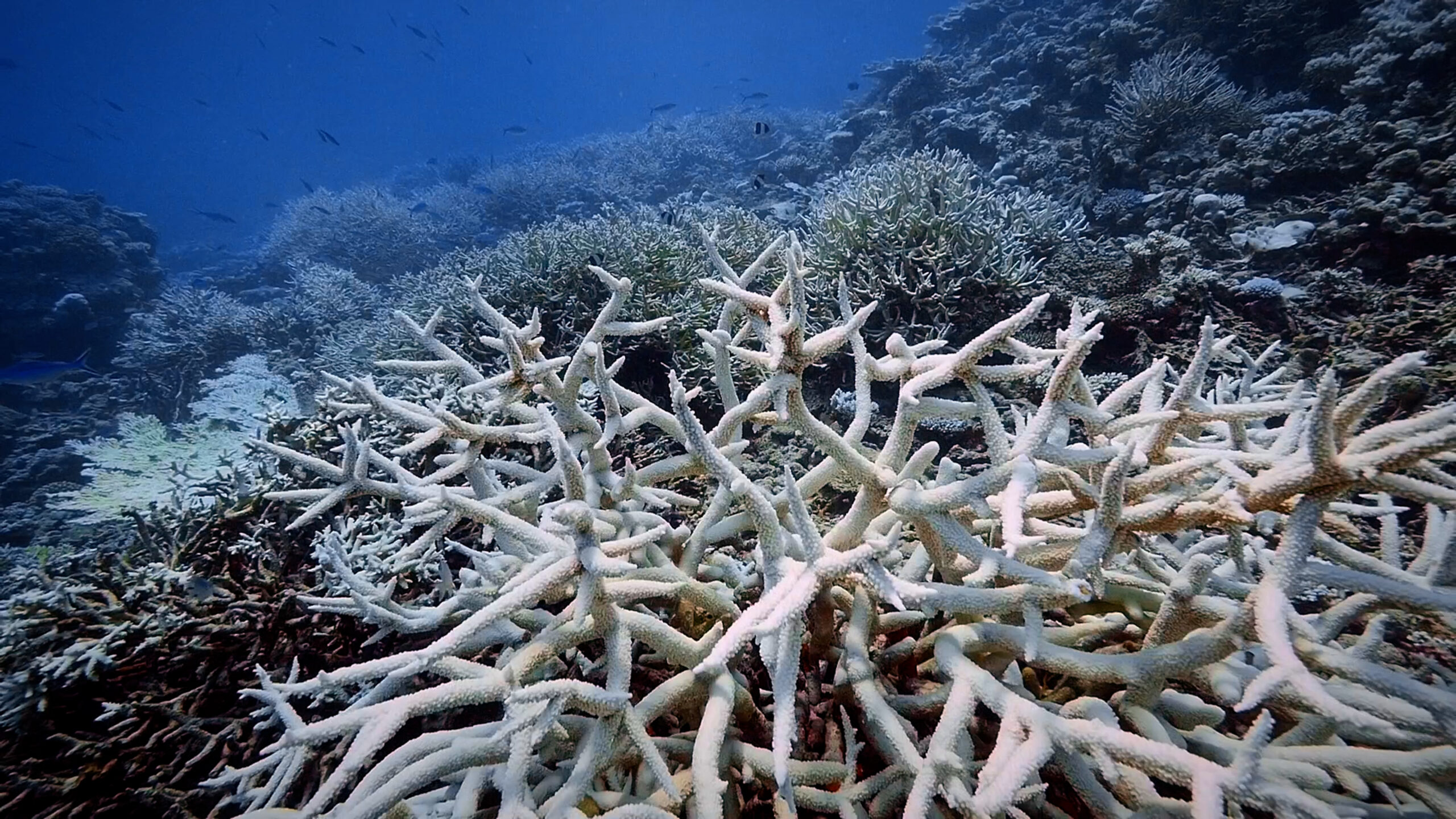 Image of an ocean floor covered in bleached-white coral.