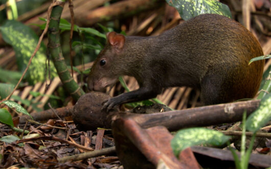 An agouti holding a large agouti tree fruit.