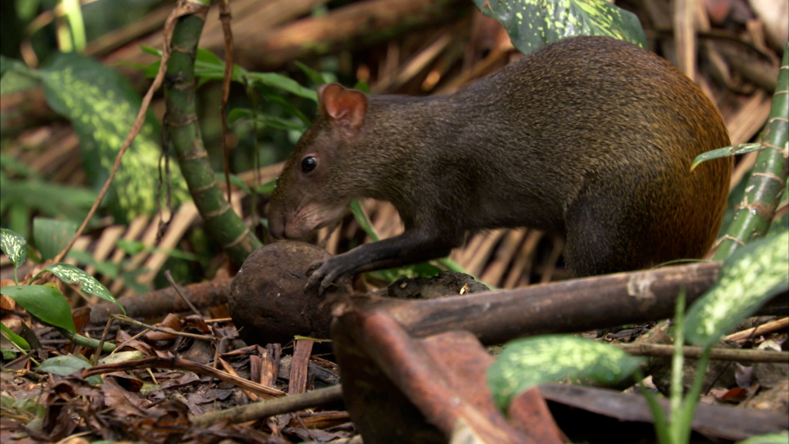 An agouti holding a large agouti tree fruit.