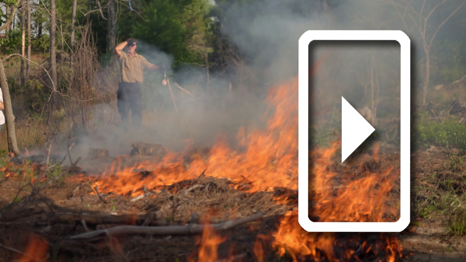 Restoring a Forest with Controlled Burns